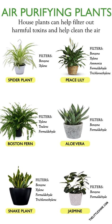 10 BEST AIR PURIFYING PLANTS - The Little Shine