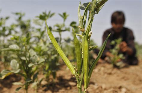 Guar Gums becoming the bare essential for petrochemical industries ...