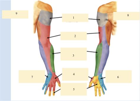 dermatomes of UE Diagram | Quizlet