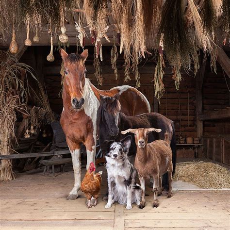 Este fotógrafo retrata a los animales de granja como ningún otro ...