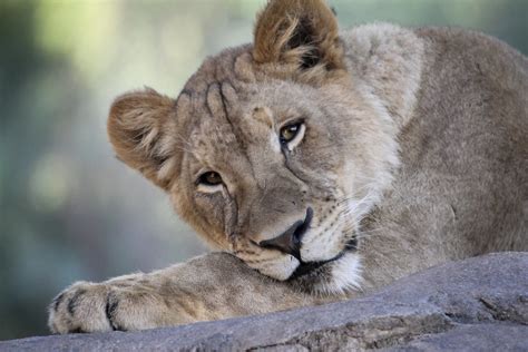 Lion Cub - Lion Camp | San Diego Zoo Safari Park, 12-14-2015 ...