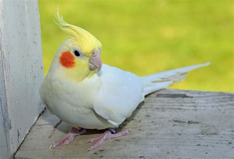 Lutino Cockatiel Facts, Pet Care, Housing, Price, Pictures | Singing ...