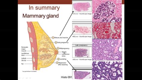 Female Anatomy Diagram Reproductive Organs ~ Cat Female Reproductive ...