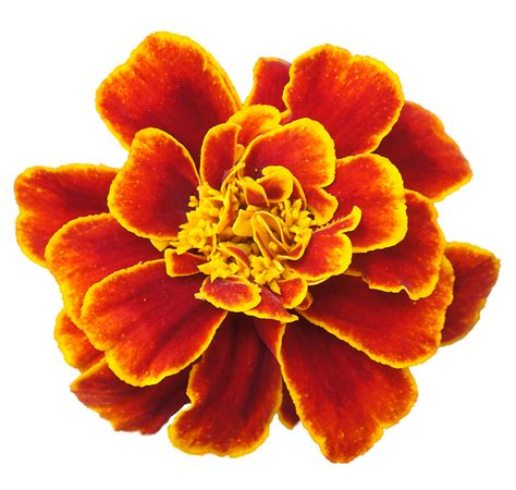 Marigold PNG Clipart - PNG Mart