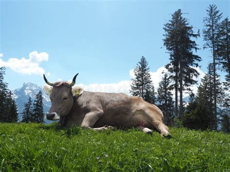 Swiss cow with horns stock photo. Image of horns, alpine - 95082174