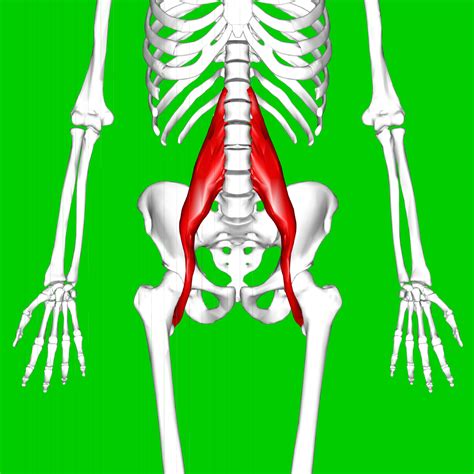 Psoas major muscle - Wikipedia