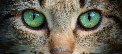 8 Most Common Cat Eye Colors - Facts, Details, & Cat Breeds