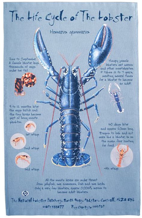 t-towel lobster | Tea towels, Tea blog, Life cycles