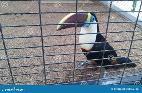 Most Attractive White Throated Toucan in Cage Stock Image - Image of ...