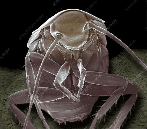 German cockroach, SEM - Stock Image - C010/2704 - Science Photo Library