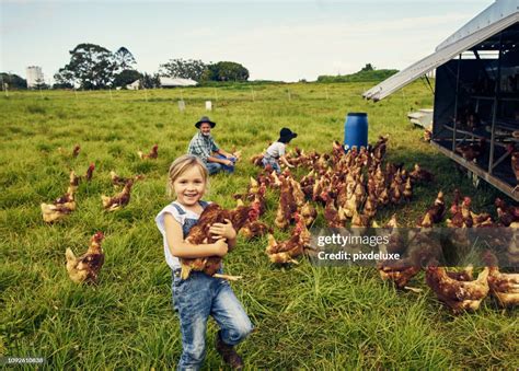 She Loves Caring For The Chickens High-Res Stock Photo - Getty Images