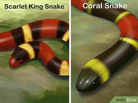 King Snake Vs Coral Snake Saying - Snake Poin