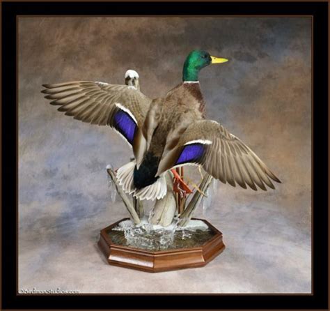 Birdman Studios Taxidermy - Waterfowlers Challenge