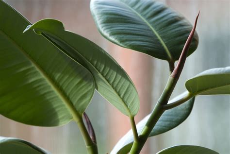 Indoor Houseplants Pictures and Names | Interior plants designs & ideas ...