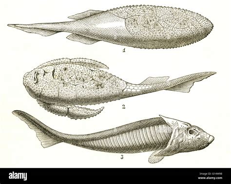 Three kinds of armored fish from the Devonian Period, including ...