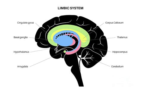 Brain Limbic System Diagram