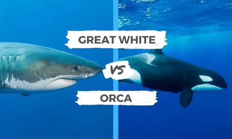 Great White Shark vs Orca | Surf's Up Magazine