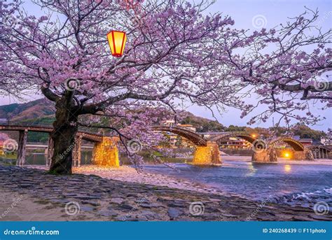 Cherry Blossom at Kintaikyo Bridge Iwakuni City, Japan Editorial Stock ...