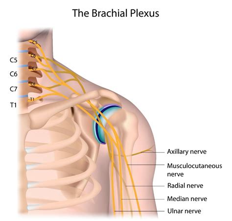 43 diagram of brachial plexus - Modern Wiring Diagram