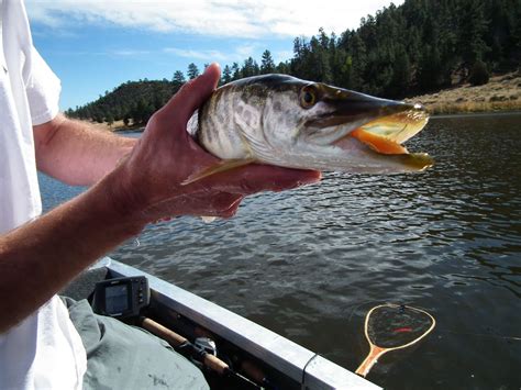 OUTDOORS NM: Trophy Tiger Muskies in Quemado, Bluewater Lakes make for ...