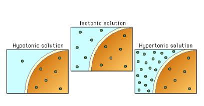 Diagram of Passive Transport | Quizlet