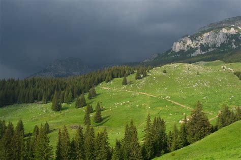 WWF attracts British tourists to Maramures in the Romanian Carpathians ...