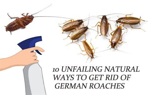 How To Get Rid Of German Cockroaches In Kitchen | Roach | cockroach ...