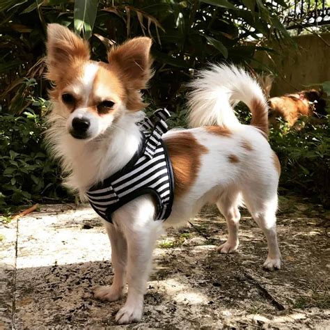 Papillon Chihuahua mix: discover this hidden gem - K9 Web