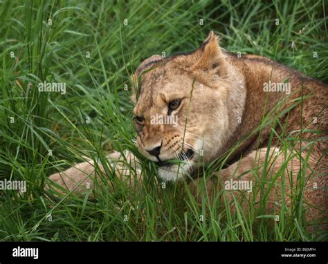 Young lion cub eating grass Stock Photo - Alamy