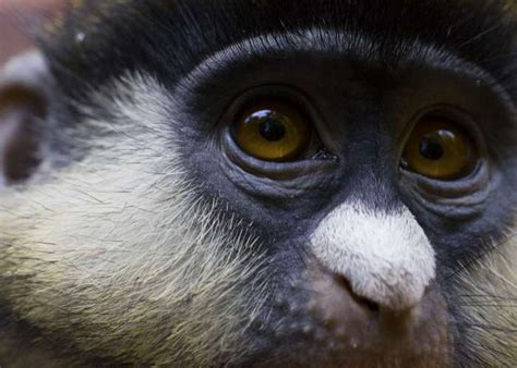 Schmidt’s Guenon - Zoo Atlanta