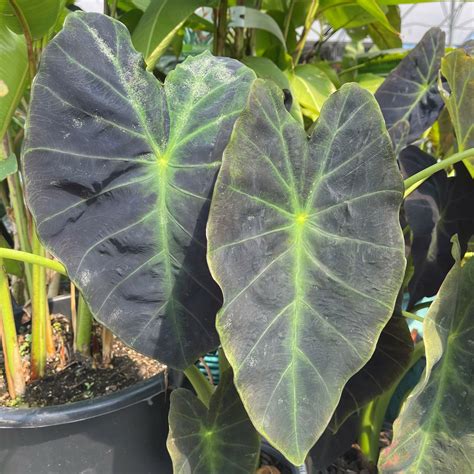 Colocasia esculenta 'Illustris' - Springvale Garden Centre