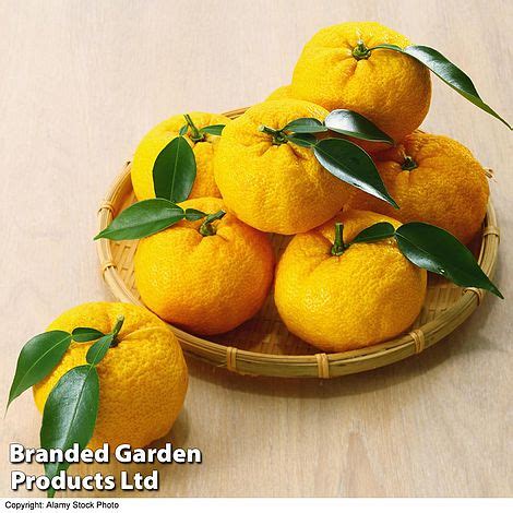 Yuzu (Citrus Fruit) | Thompson & Morgan