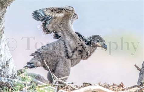 Bald Eagle Chick – Tom Murphy Photography