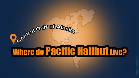 Pacific Halibut Facts & Information Guide – sharksinfo.com