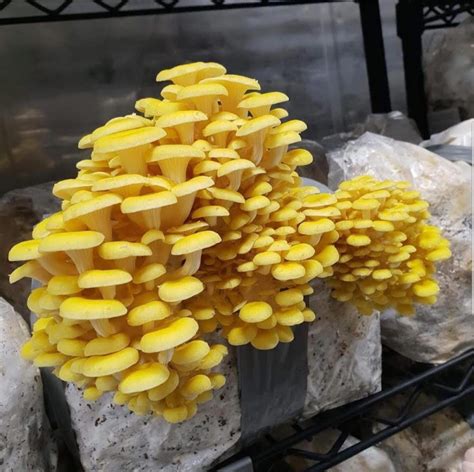 Buy 100 Golden Oyster Mushroom Spawn Plugs/Dowels to Inoculate Logs or ...