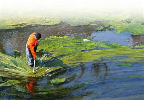 Nutritious Spirulina farming in India is successful venture to start.