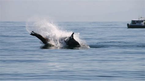 Humpbacks fight off orcas to save sea lion in maritime battle royale ...