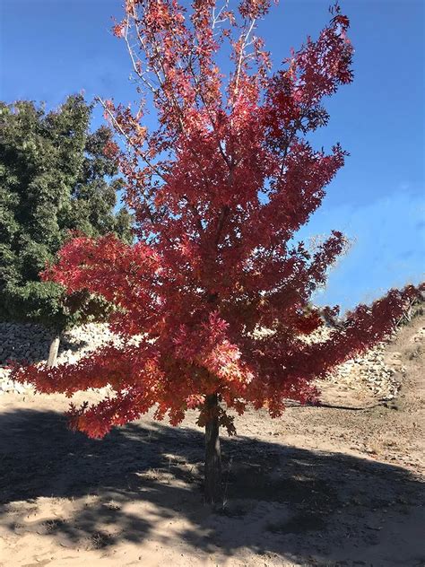 Texas Red Oak Tree Information - Guzman's Greenhouse