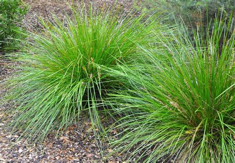 How To Split Ornamental Grass | Storables