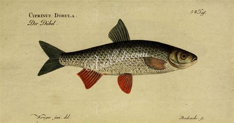 Common Dace ... | Fish, Common, Prints