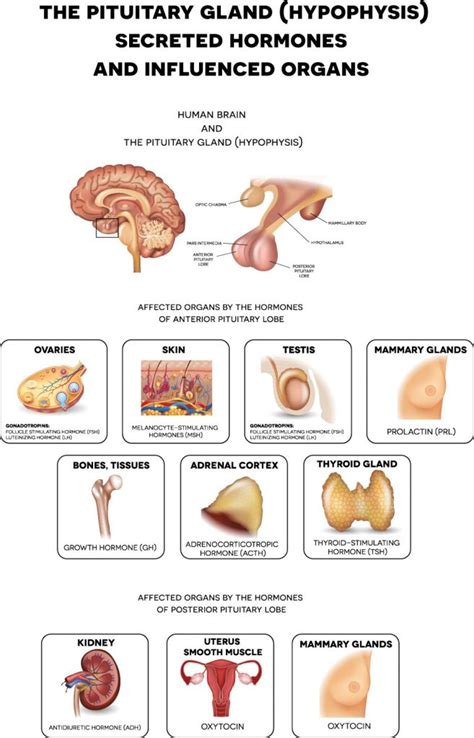 Pituitary Gland Disorders