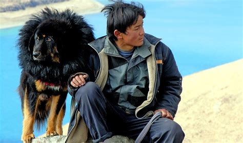 Dogs & Humans Both Interbred To Adapt | Asian Scientist Magazine ...