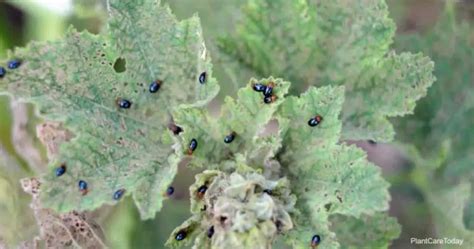 Tiny Black Bugs In Plant Soil- Everything You Need to Know