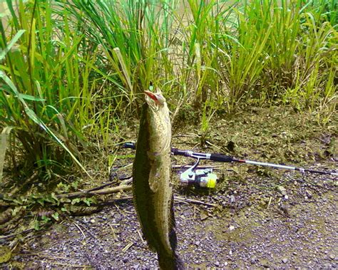 Umpan Mancing Ikan Nila | Foto Bugil Bokep 2017