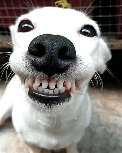 Chihuahua Smiling With Teeth - Pets Lovers