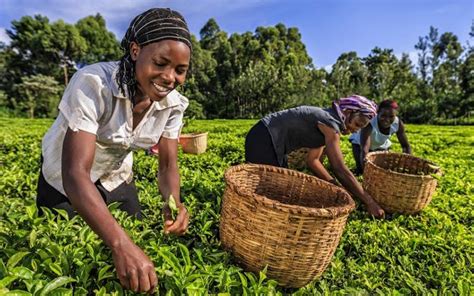 Kenyan tea is under threat due to climate change | News | Eco-Business ...