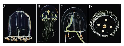 | Main Hydrozoa species observed: (A) Aglantha digitale, (B) Clytia ...