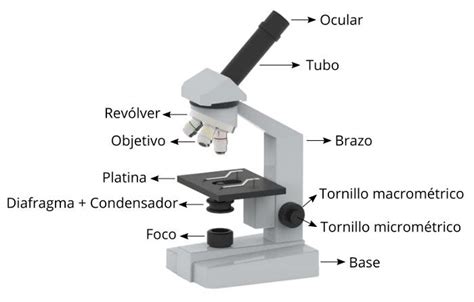 Microscopio Con Sus Partes Para Dibujar Facil / Microscopios Algunos ...