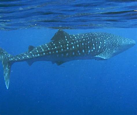 Swimming with Whales Sharks at Ningaloo Reef