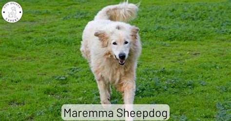 Are You Curious About The Maremma Sheepdog Temperament And Character?